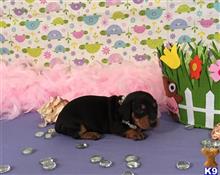 dachshund puppy posted by little paws kennel